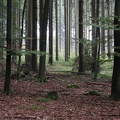 Wald.JPG