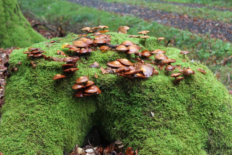 Stockschwaemmchen 1