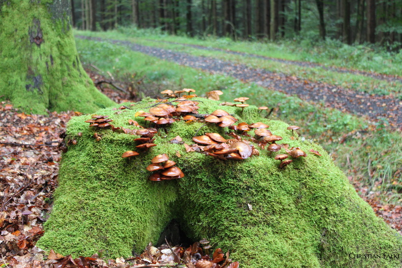 Stockschwaemmchen 3
